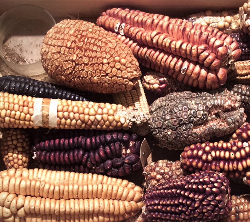 Multiple pieces of dried corn cobs.