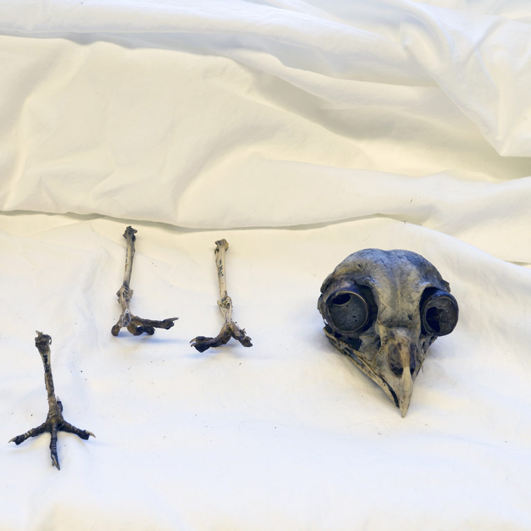 The skull of a bird with it's leg bones resting beside it, resting on white fabric. 