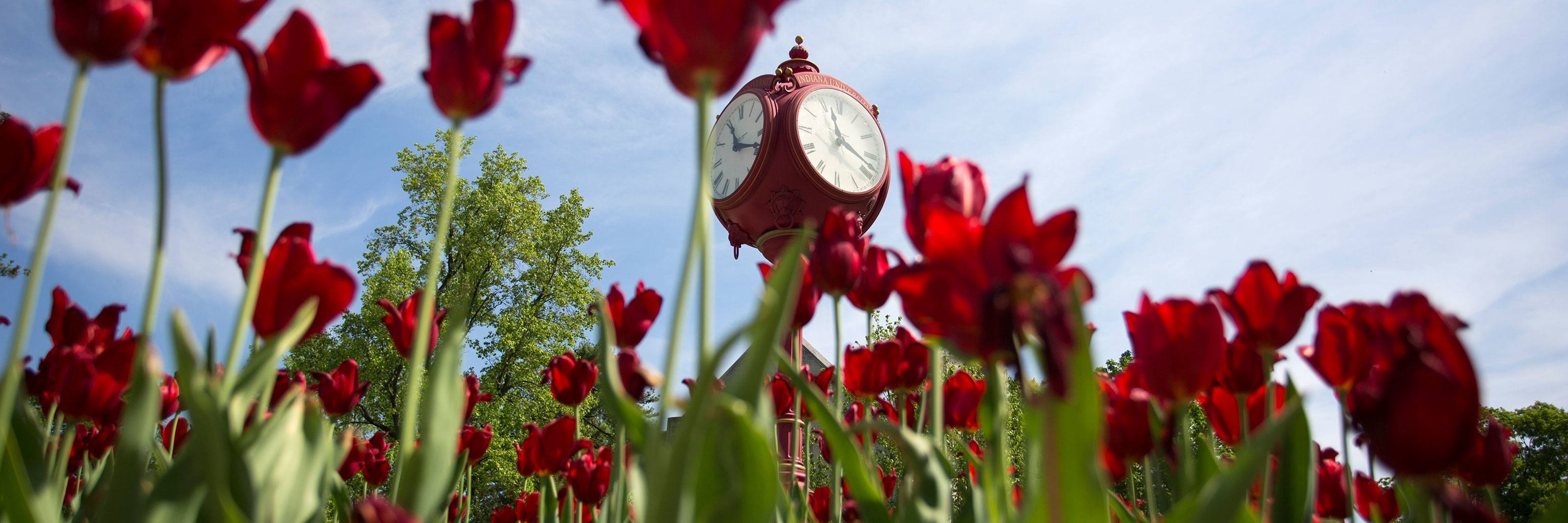 Red tulips and a red clock.